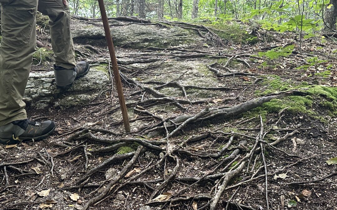 Leading with Character: Roots and Stones